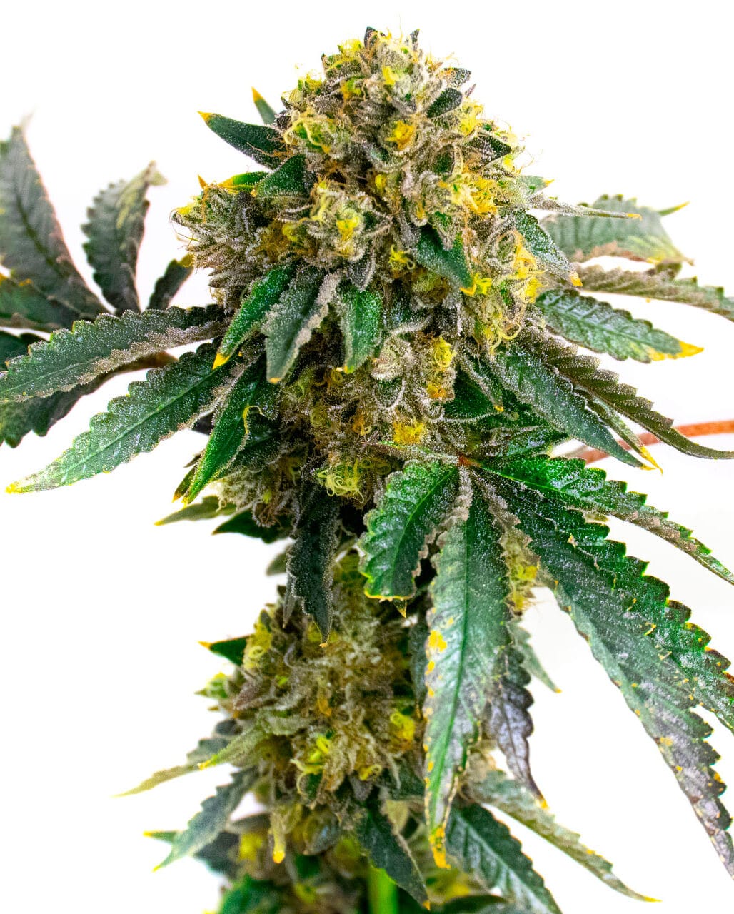 Amnesia Haze Pro