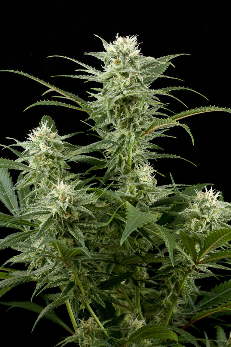 AMNESIA – AUTO 1
