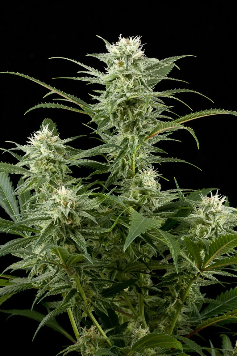 AMNESIA – AUTO 1