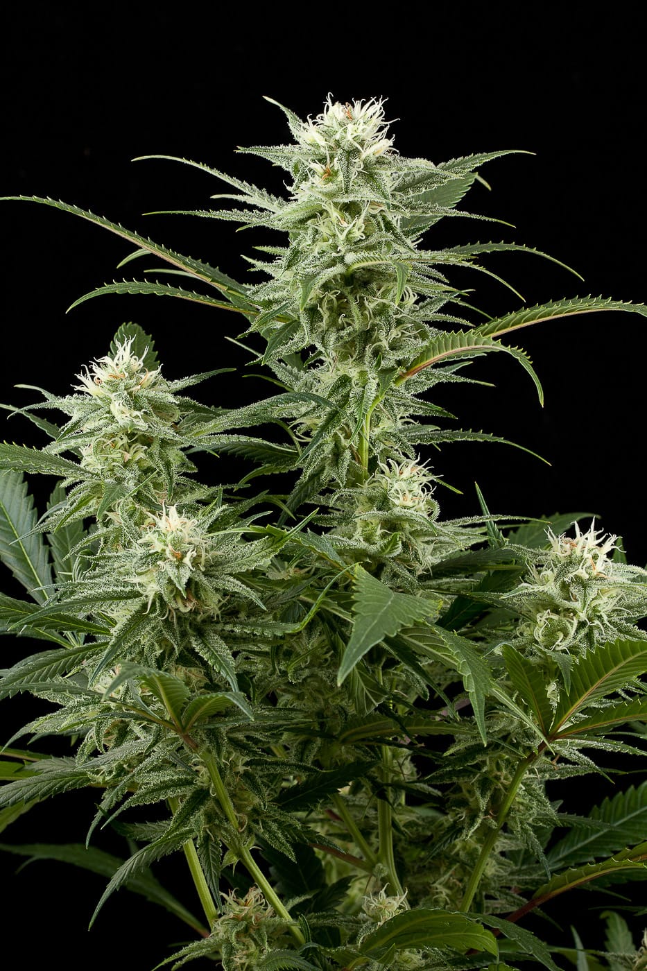 Amnesia Auto