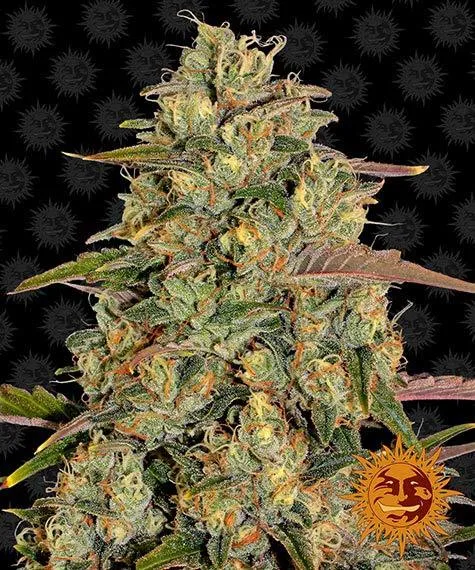 Amnesia Lemon 2