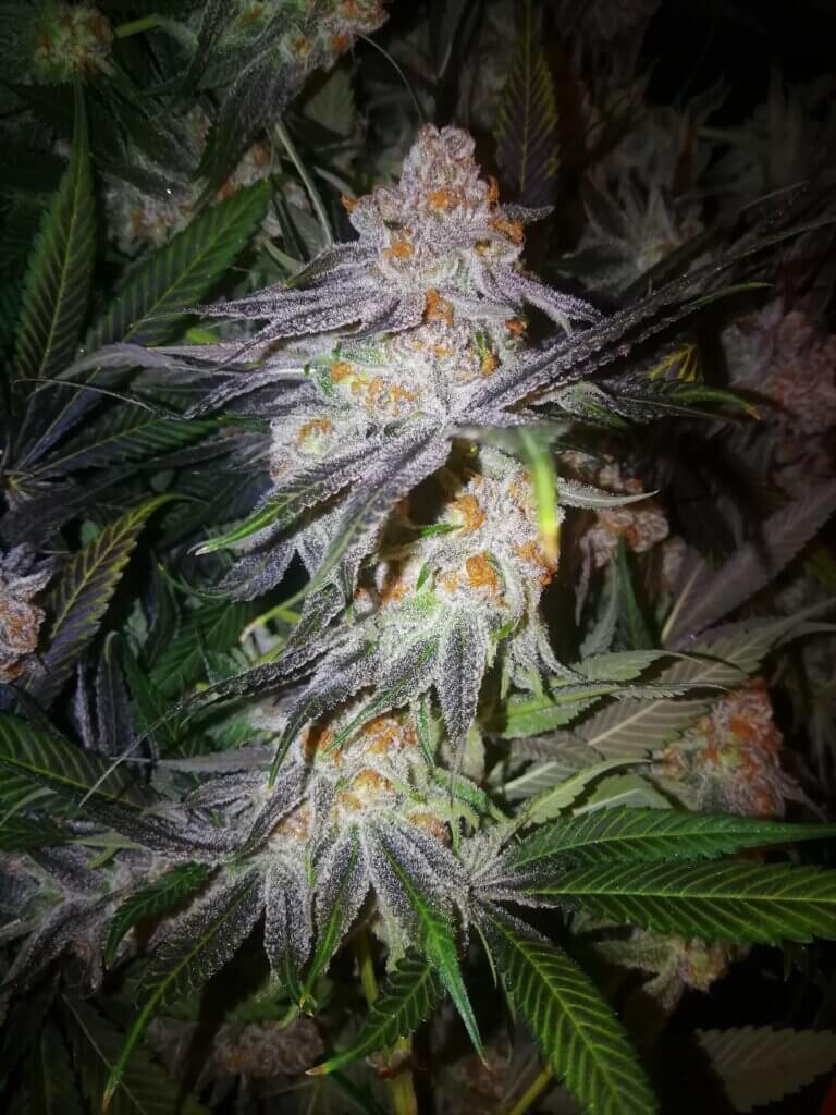 BANANA PURPLE PUNCH 2