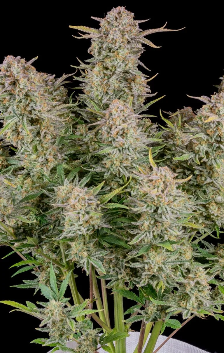 BRUCE BANNER – AUTO 1
