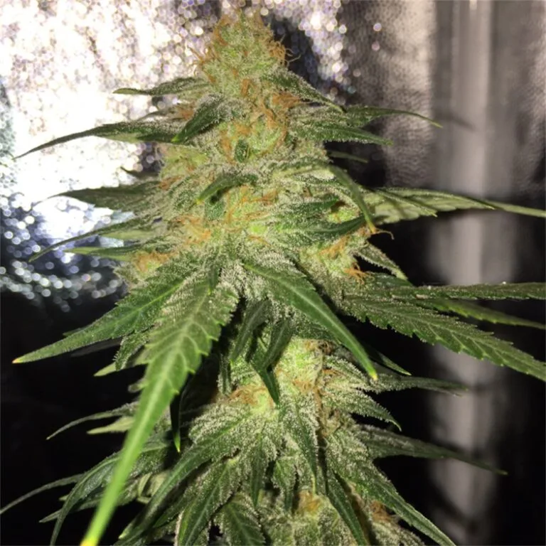 BUBBLEGUM – AUTO 1