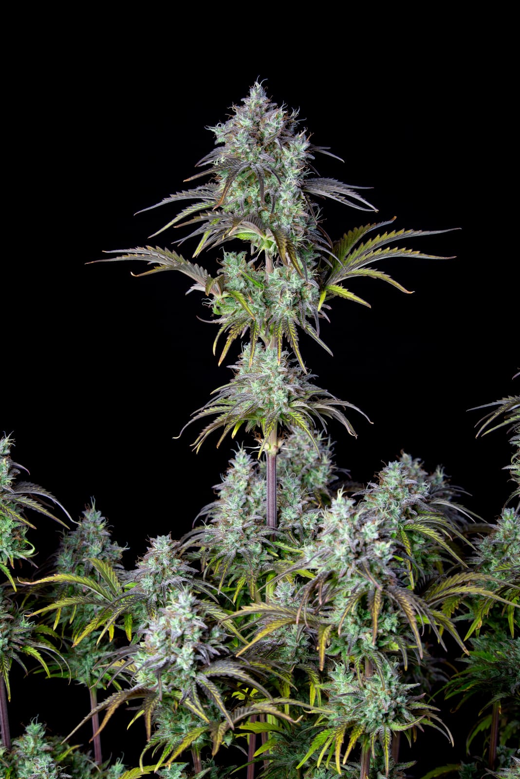 Big Bud Auto