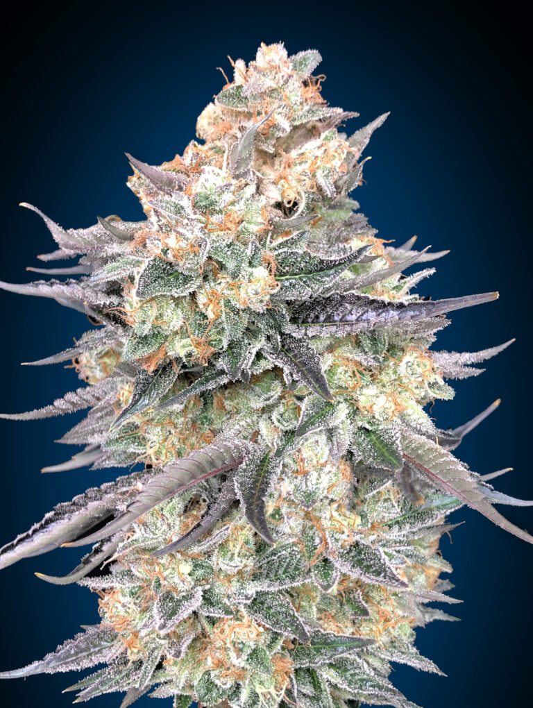 Blue-Dream-2022