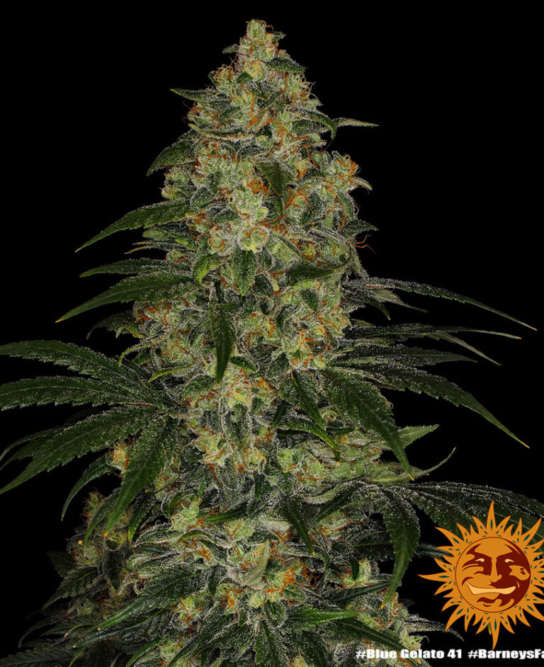 Blue Gelato 41 1