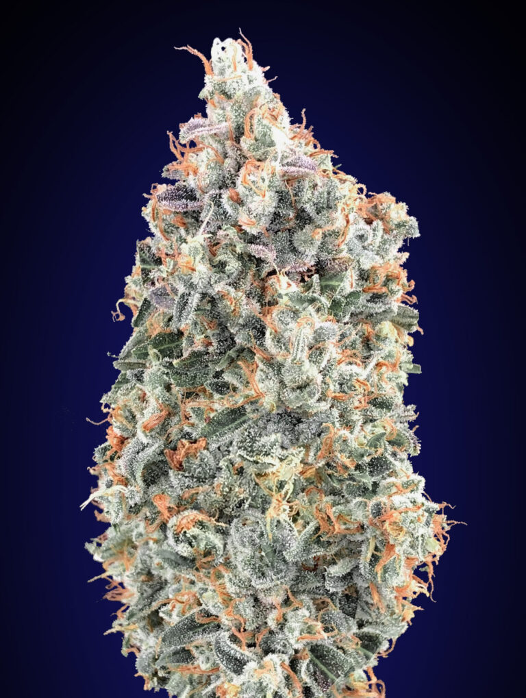 Blueberry FAST 1