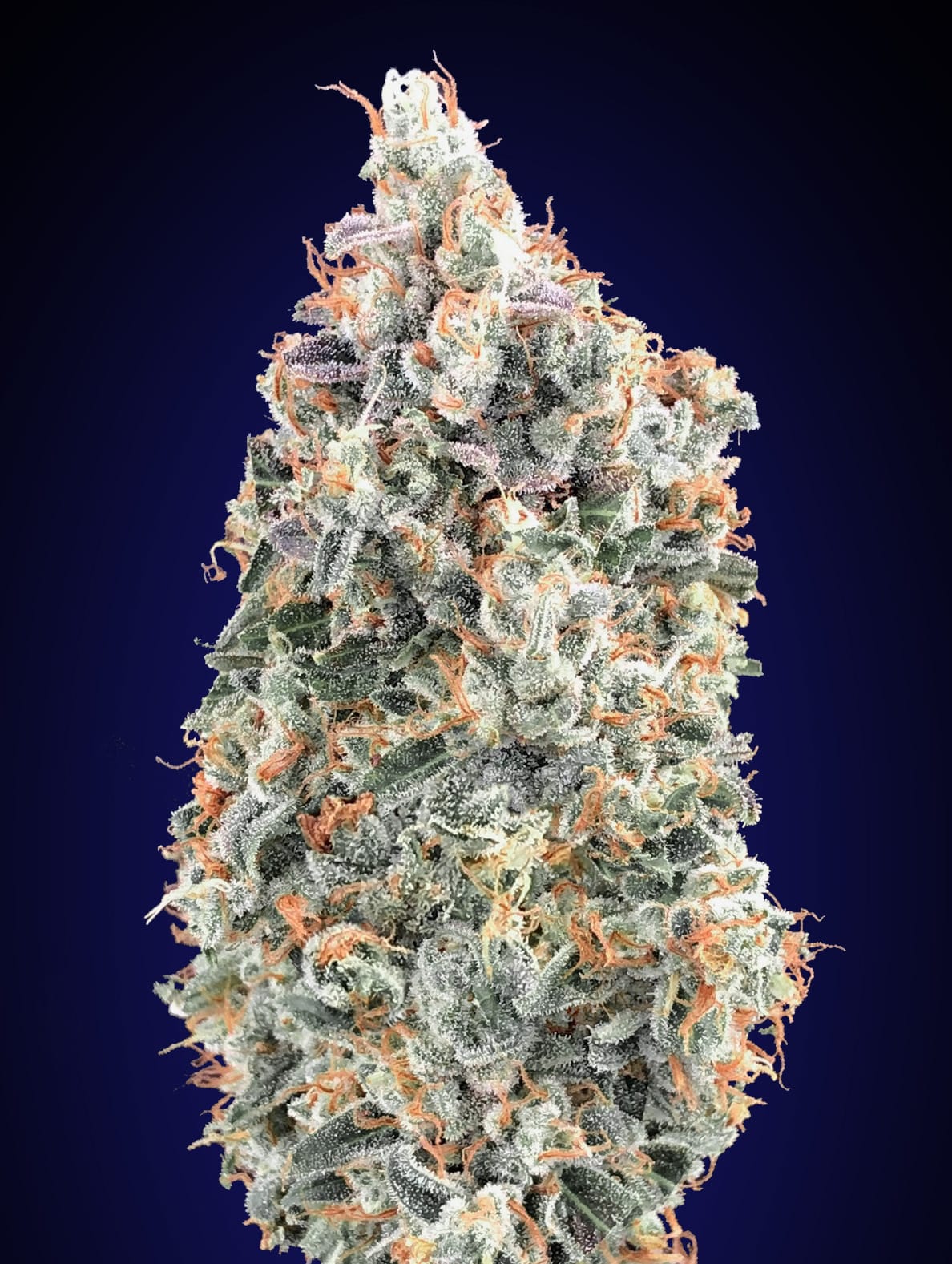 Blueberry Auto