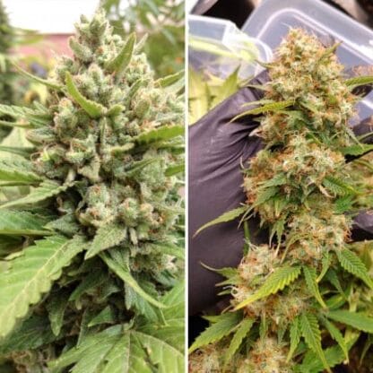 Blueberry® – Dutch Passion – Auto 2