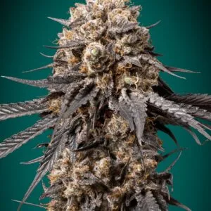 Bubba's Gift Fotoperíodo