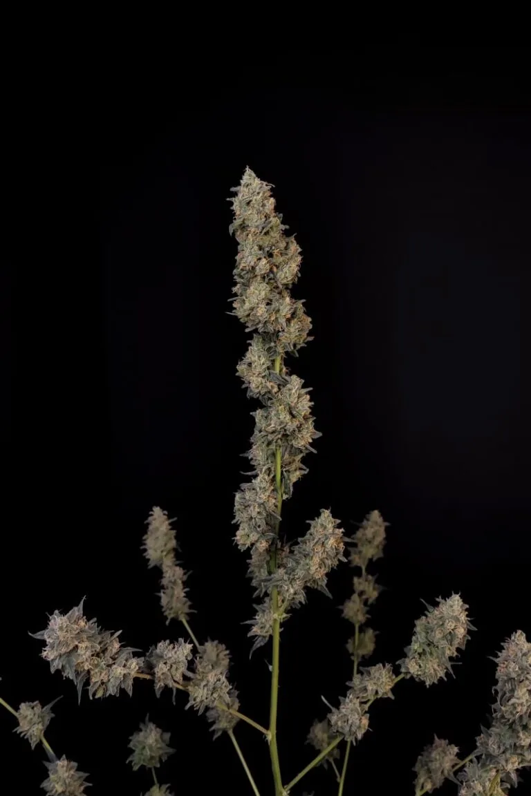 BubbleGum Auto –