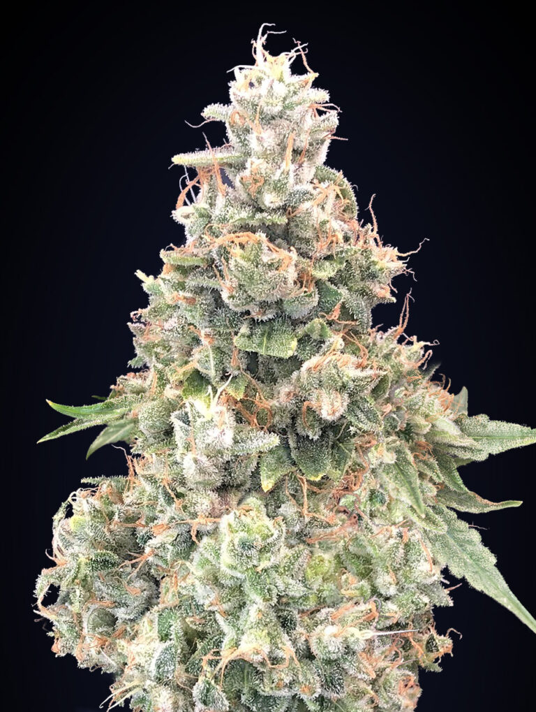 California Kush Fast - Fotoperíodo