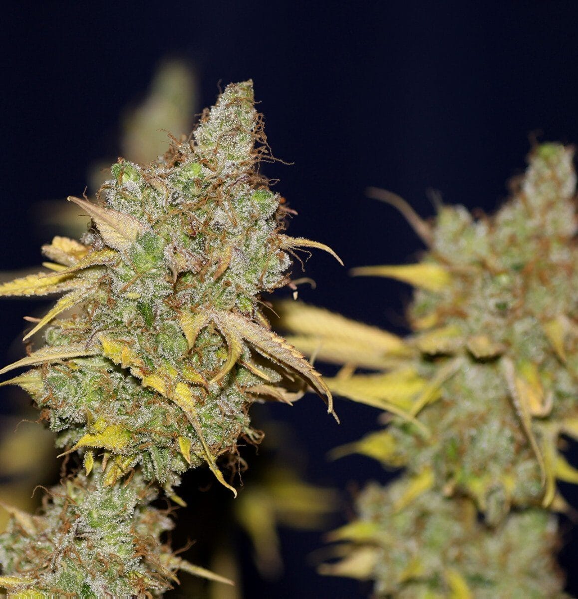 Badazz Cookies Og