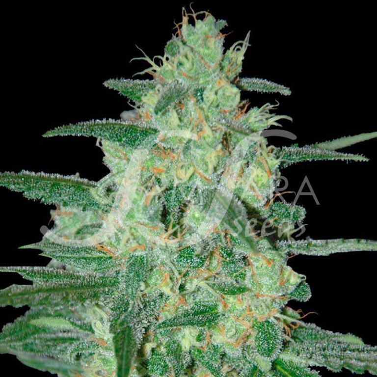 holy_grail