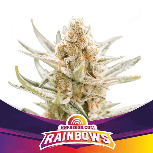 rainbows-BSF-Seeds-1