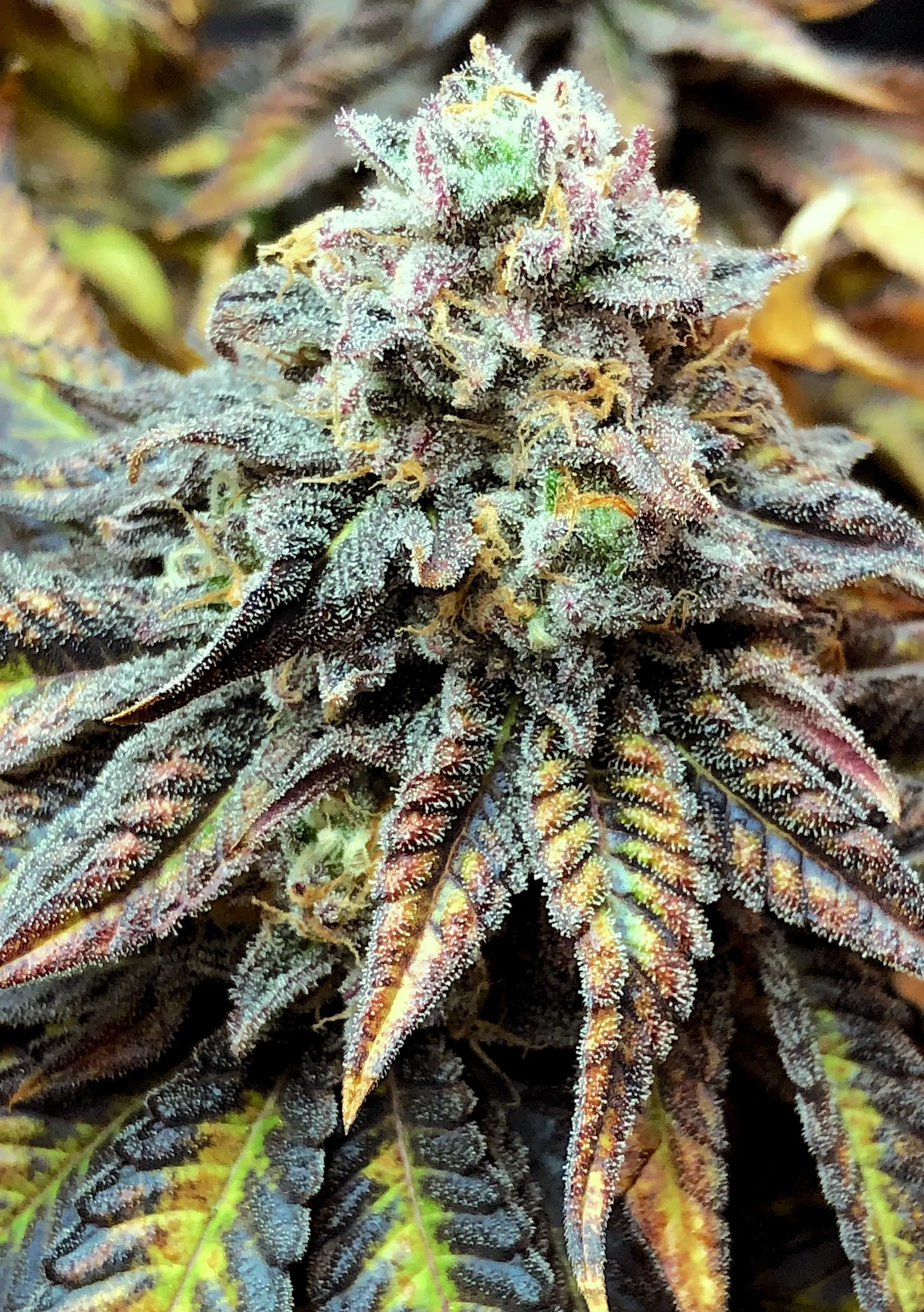 Harlequim