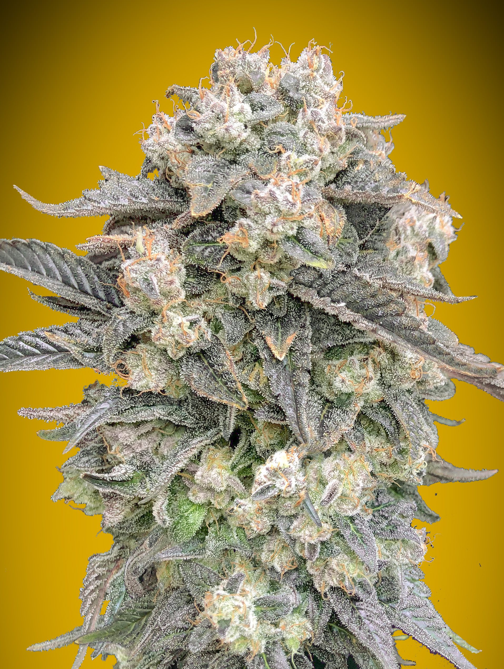 Mimosa Auto