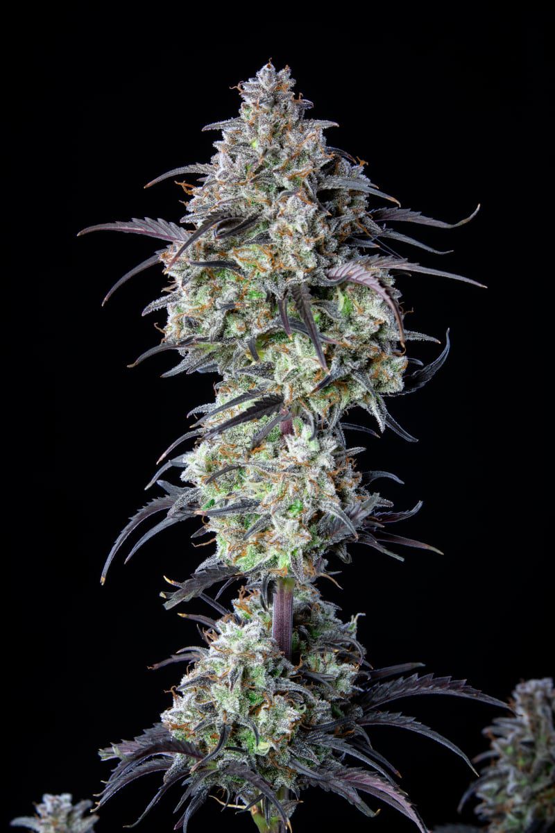 Mimosa Cake Auto