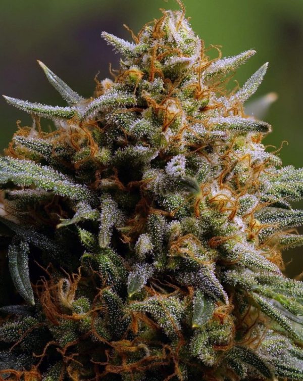Northern Lights Auto – FASTBUDS