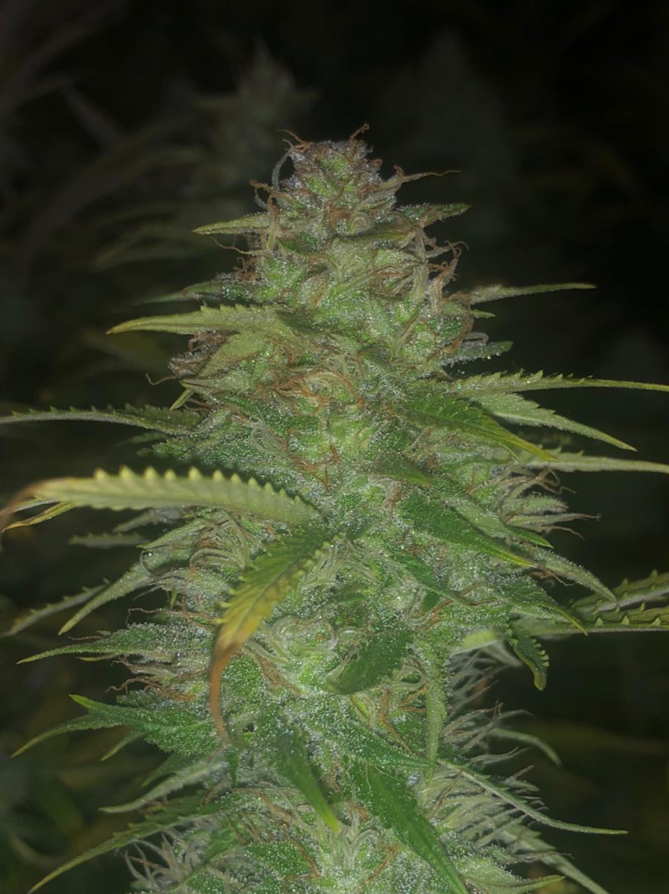 Northern Lights CBD