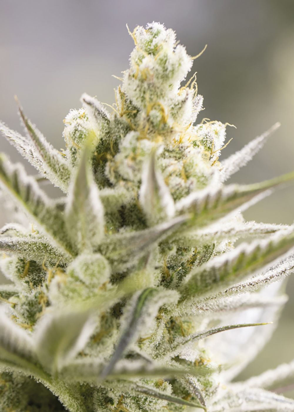 Orange Blossom XXL Auto