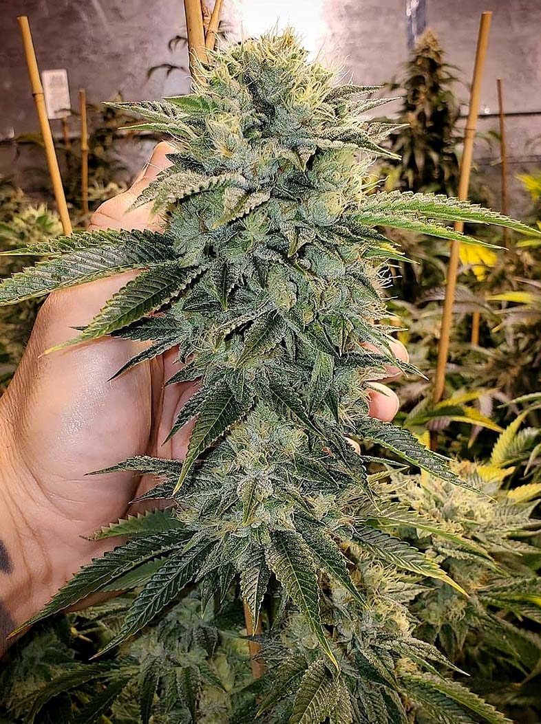 Geist OG