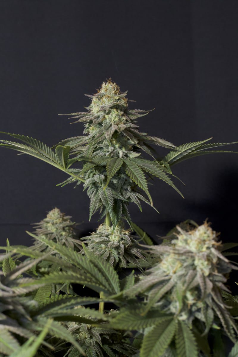 Orange Sherbert