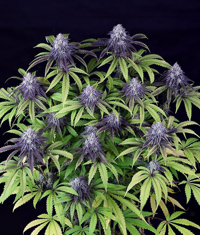 Peyote Wi-Fi CBD