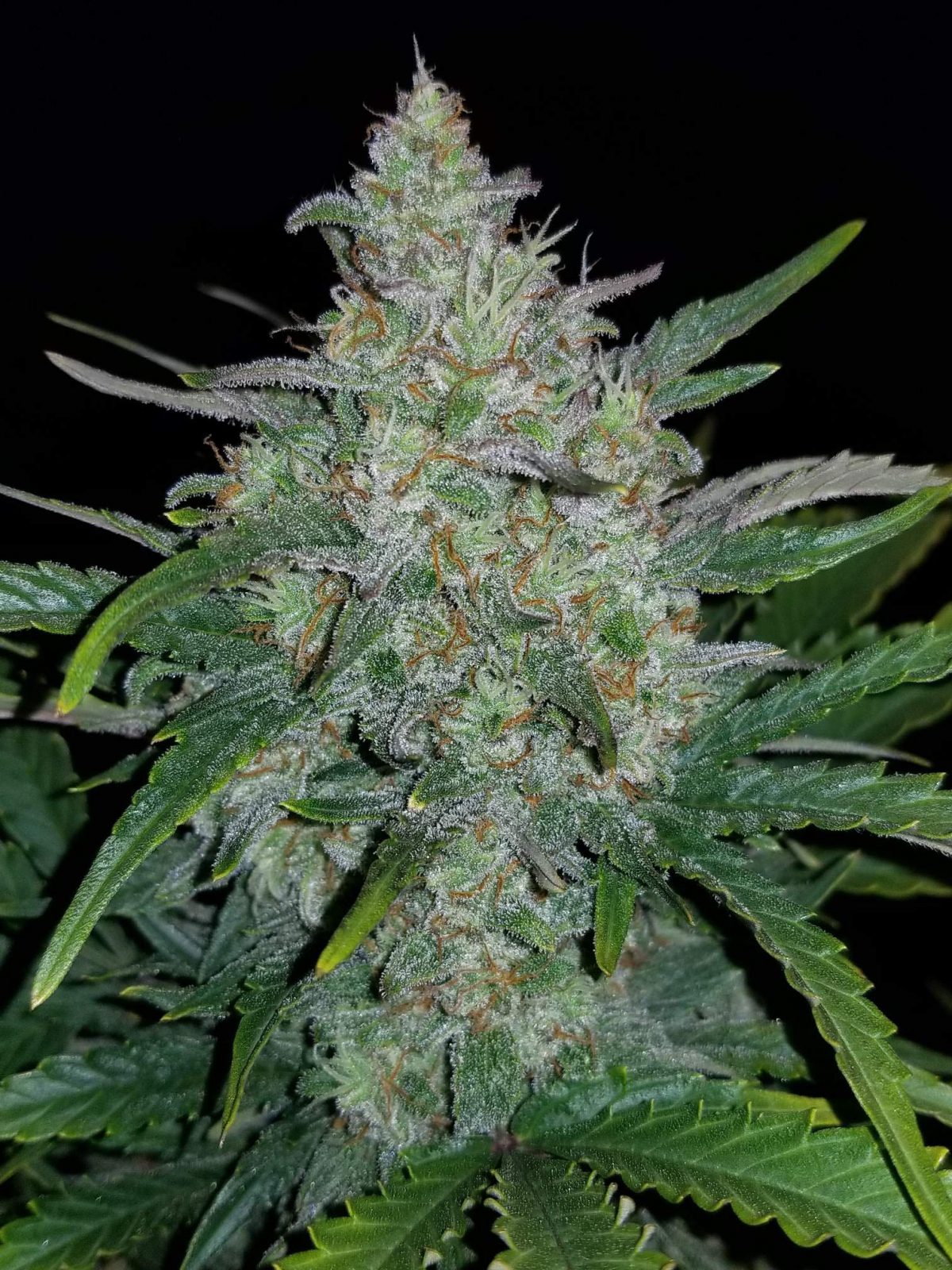 Rhino Ryder Auto