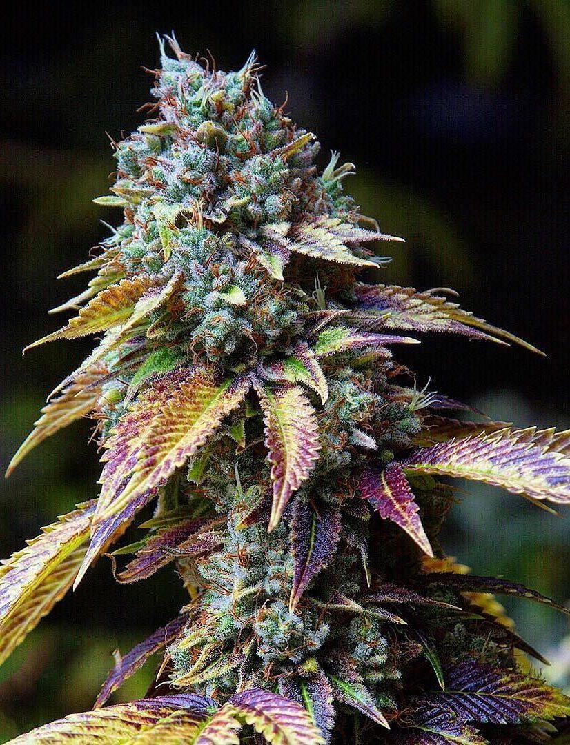 Risas Kush