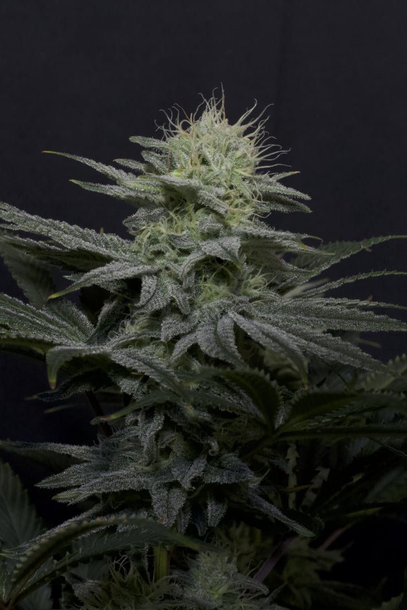 GG4 Sherbet
