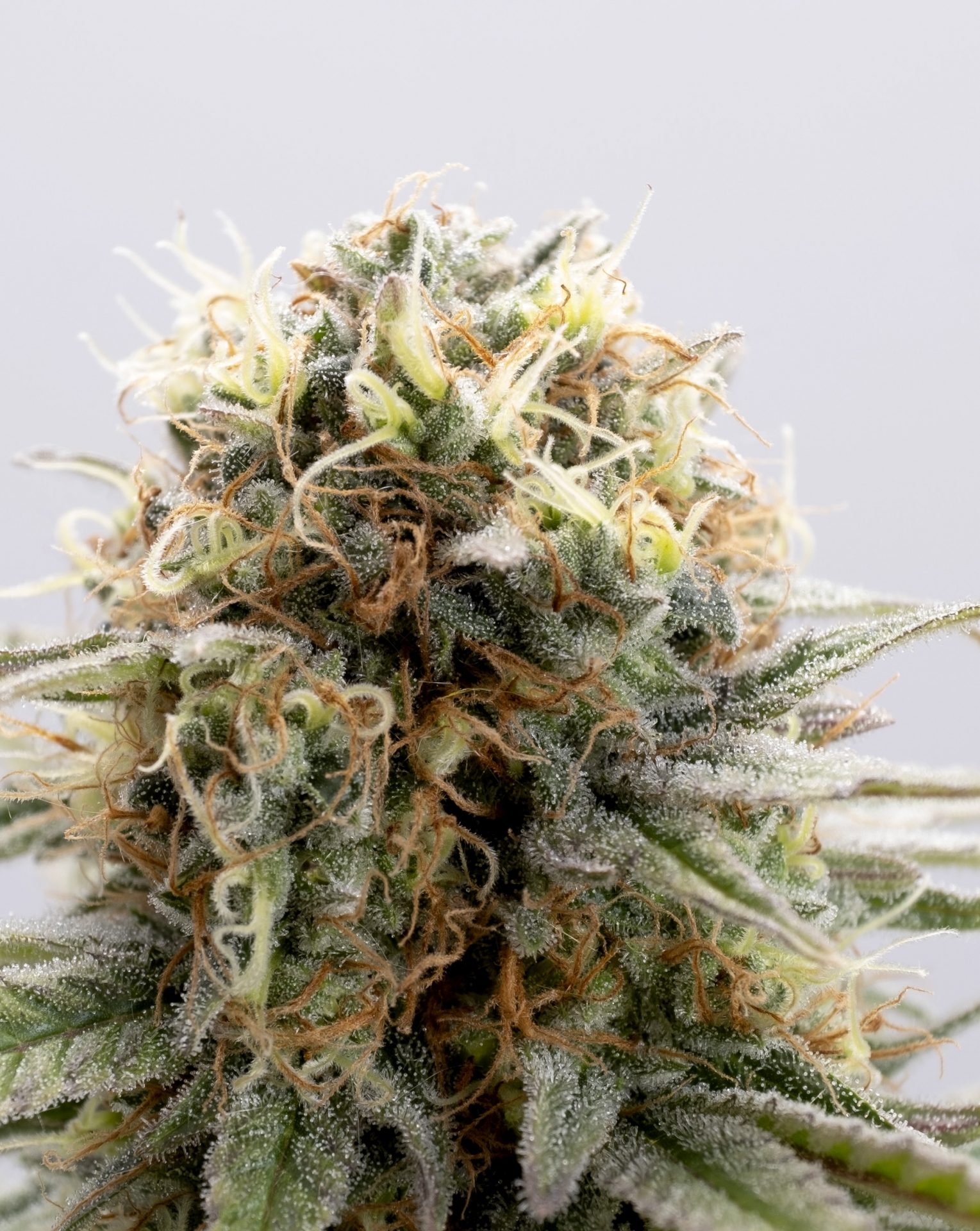 Girl Scout Cookies Auto
