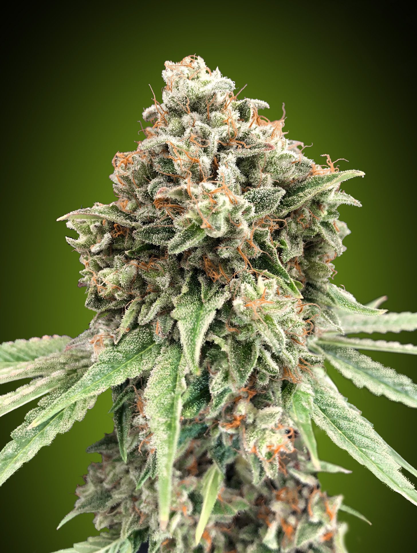 Sweet Critical