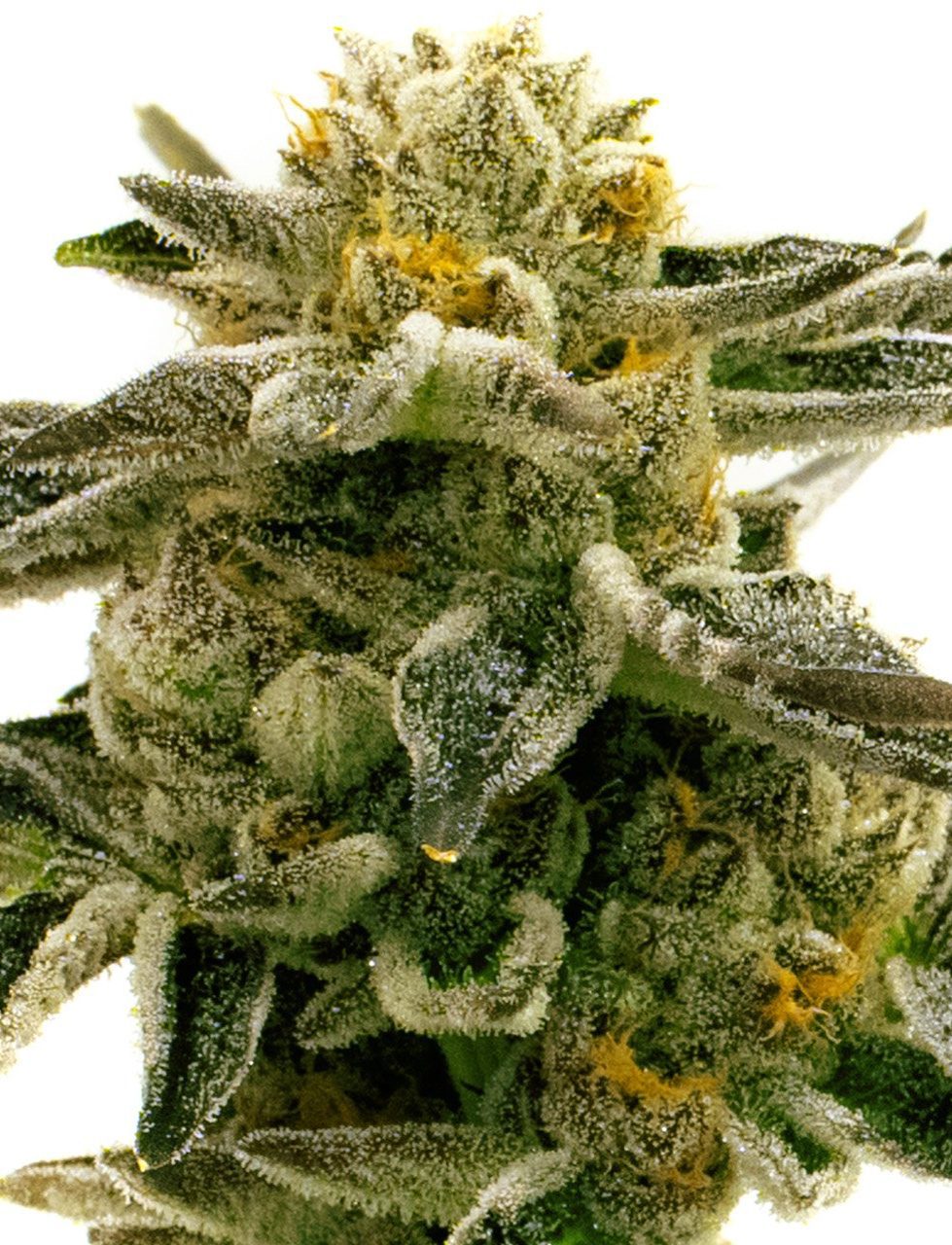 Tangie Sunset