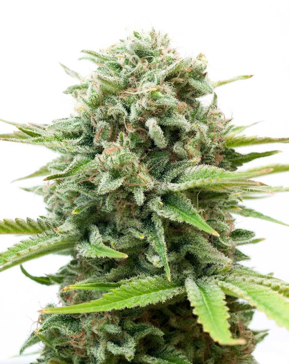 White Widow