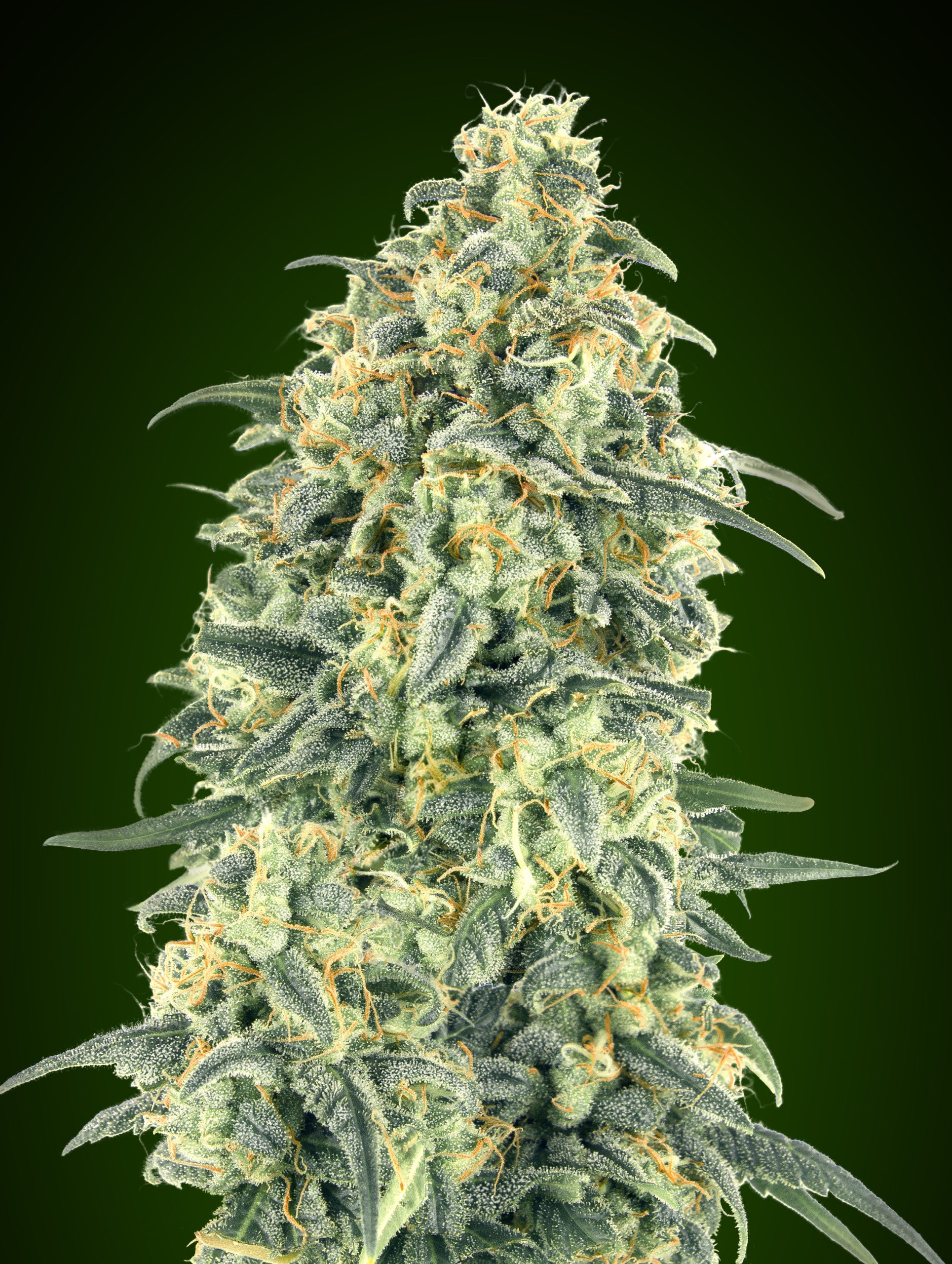 White Widow XXL Auto