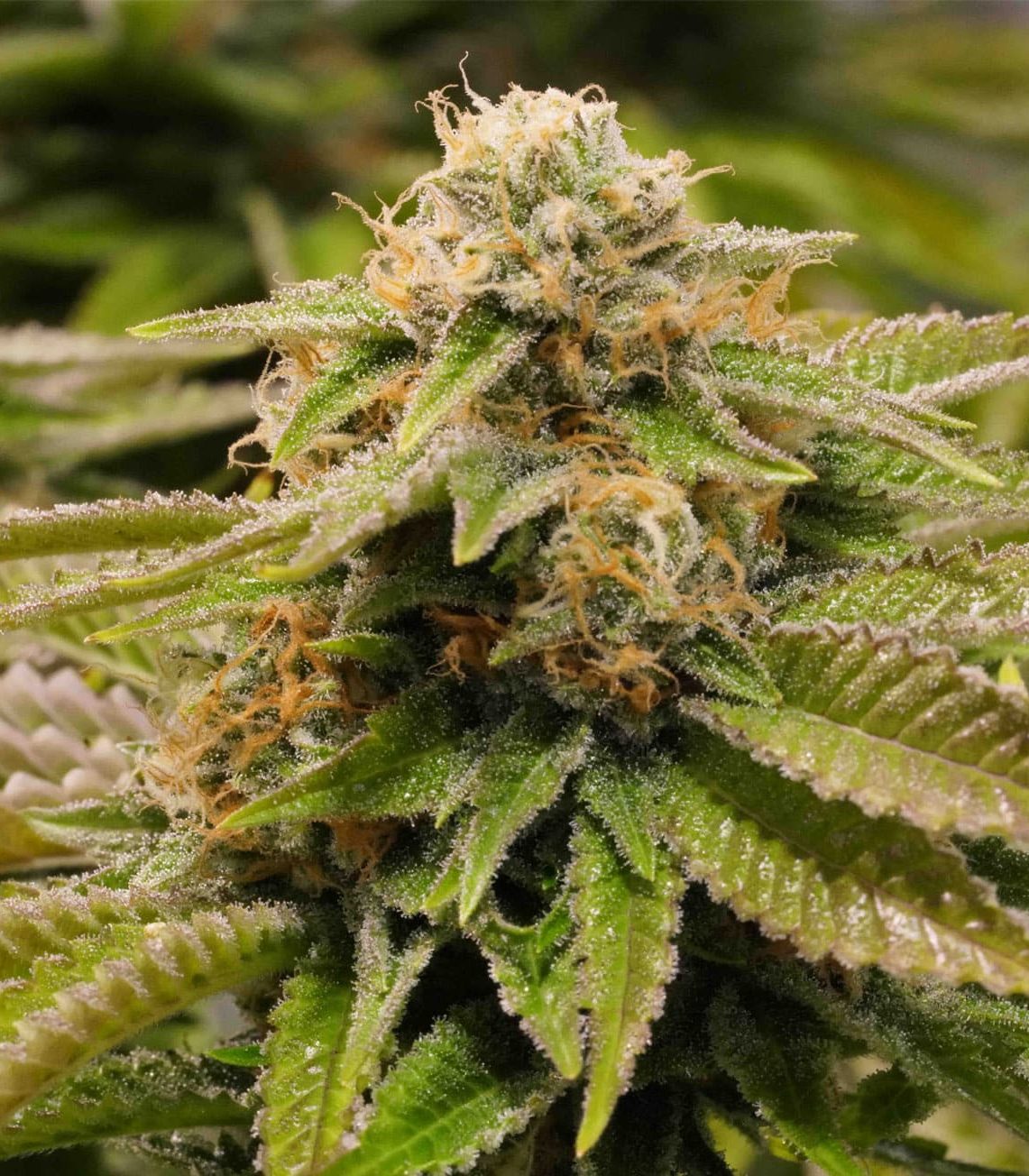 Gorilla Kush