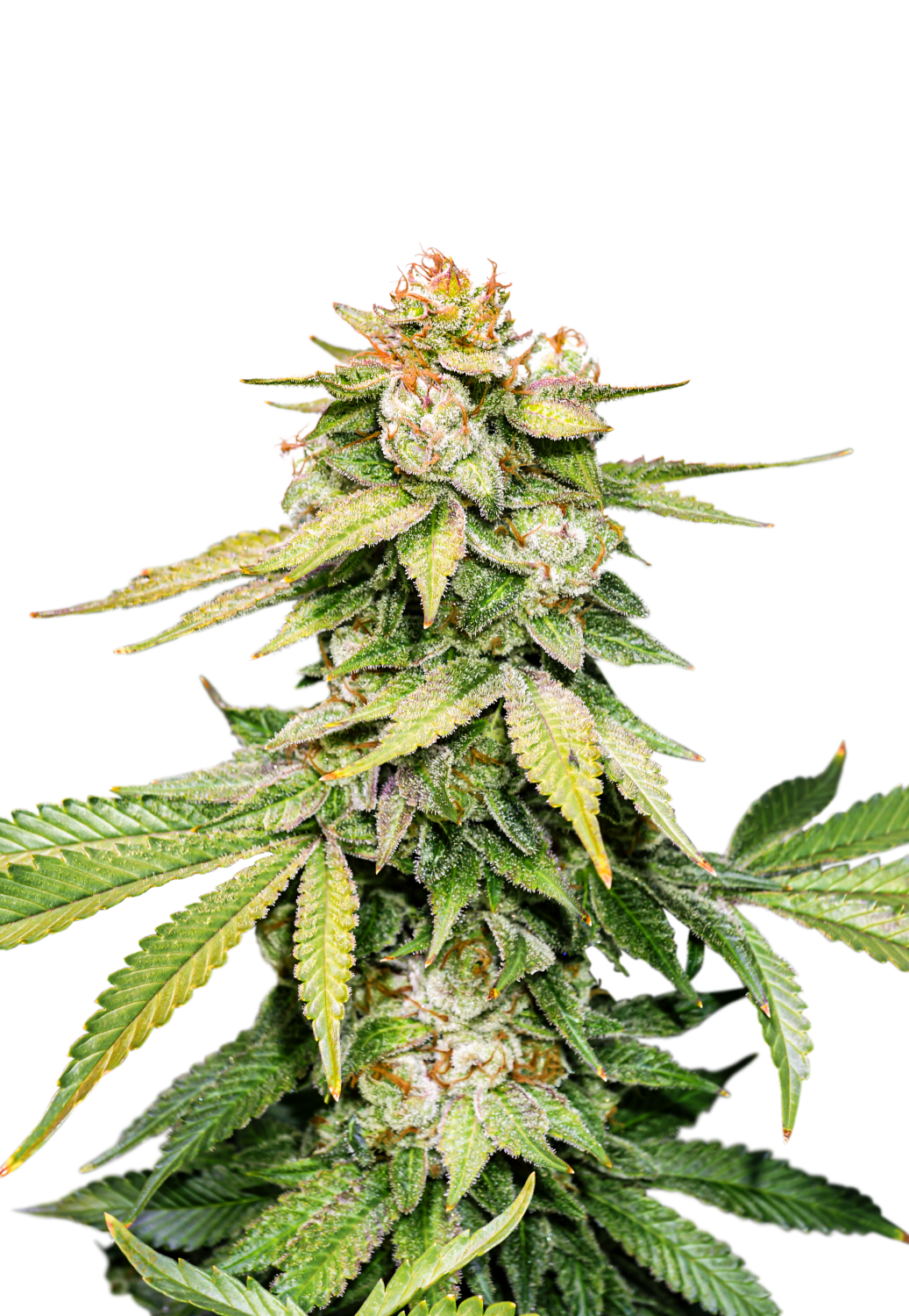 Gorilla #4 Auto