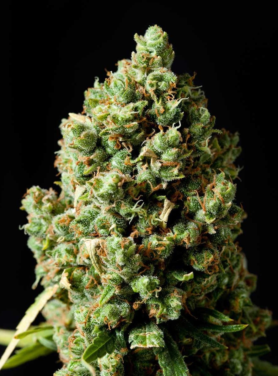Jack Herer