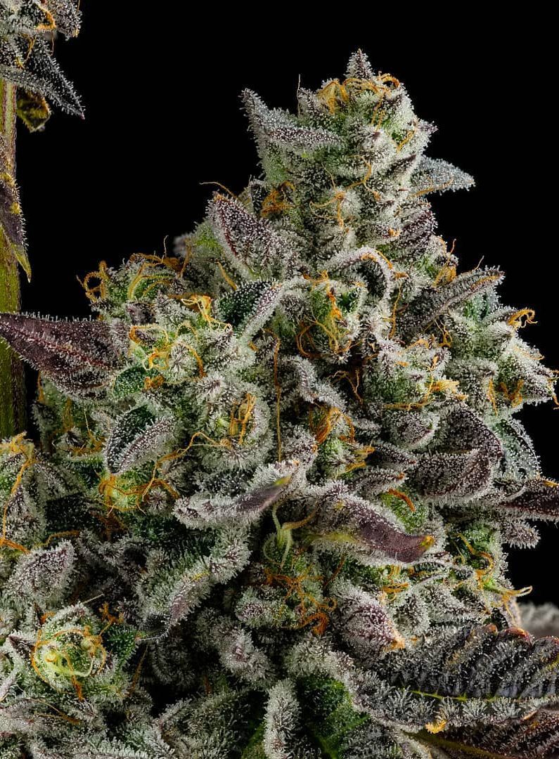Kosher Kush