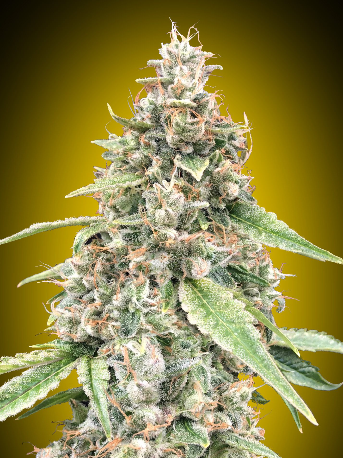 Lemon OG Auto
