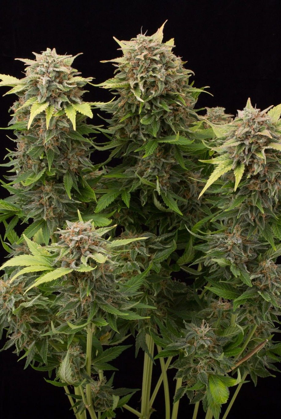 Moby Dick Auto