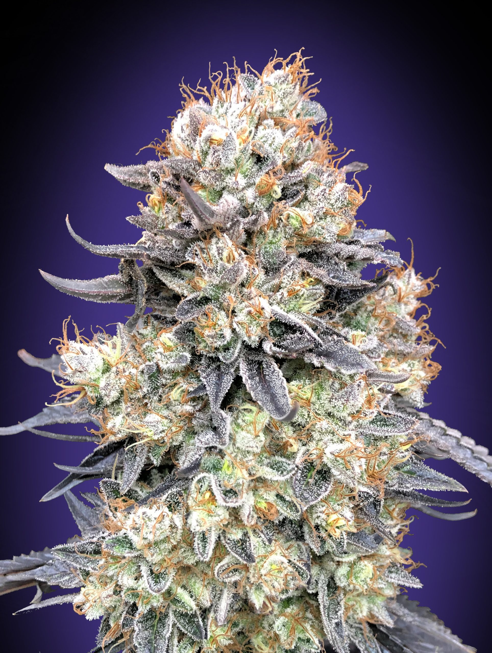 Purple Punch Auto