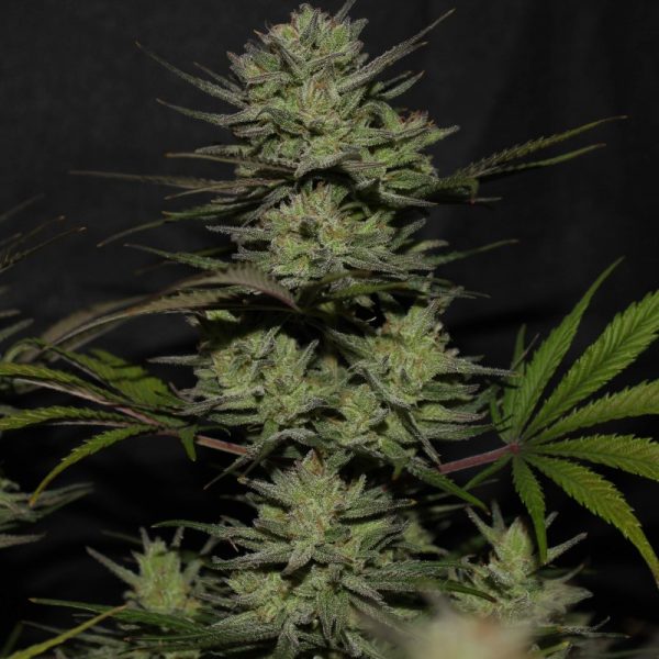 Northern Lights Auto – FASTBUDS - Imagem 2