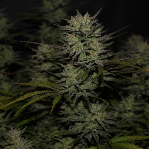 Northern Lights Auto – FASTBUDS - Imagem 3
