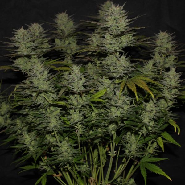 Northern Lights Auto – FASTBUDS - Imagem 4