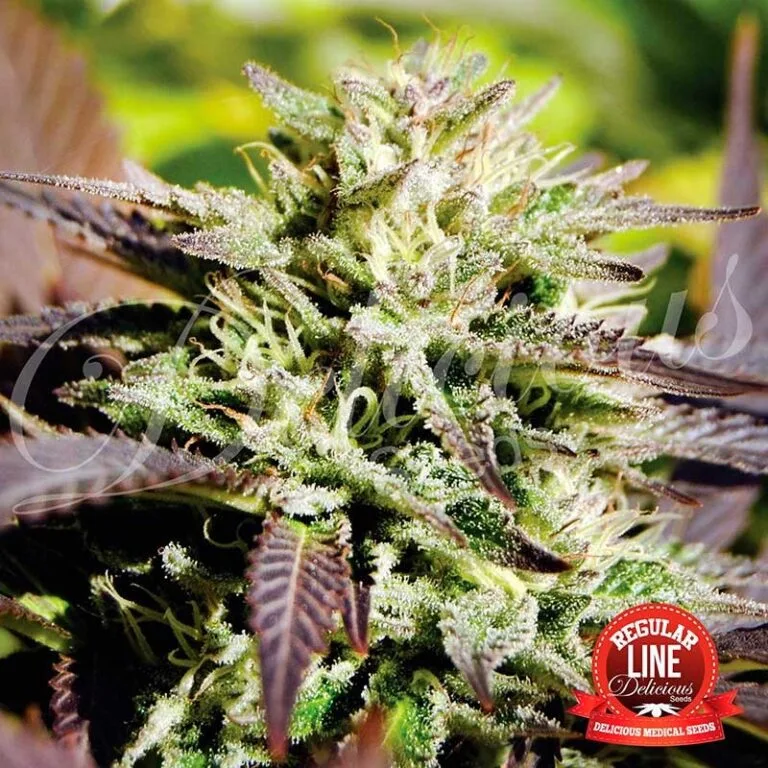 CARAMELO REGULAR ® 1