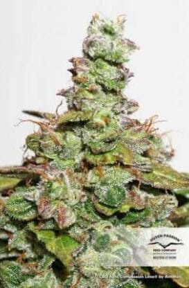 CBD ComPassion Lime® - KingSeeds