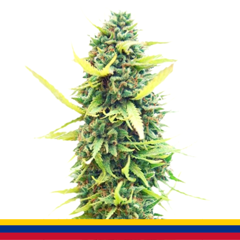 COLOMBIAN GOLD 1